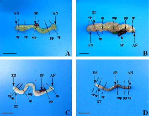 goblet fish|Digestive Physiological Characteristics of the Gobiidae .